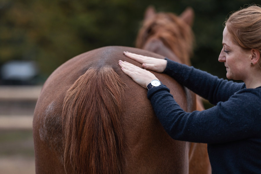 Horsebeat Pferdefotografie